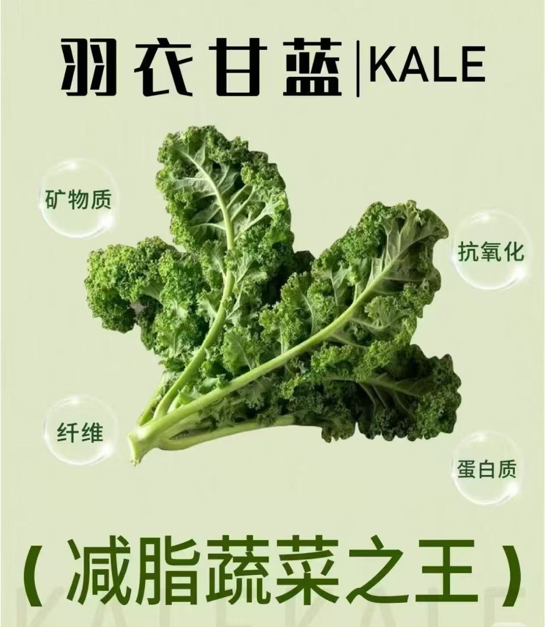 羽衣甘蓝