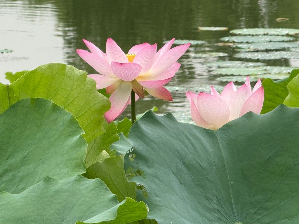 散步时随拍的荷花