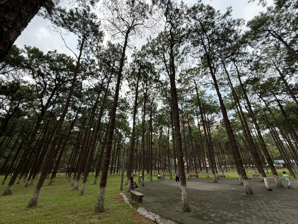 松林公园散步-1